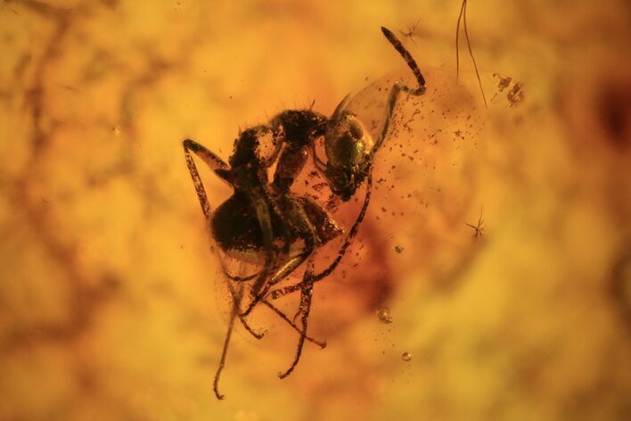 Curled Up Fossil Ant (Formicidae) In Baltic Amber #120686